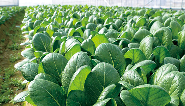 小松菜は農薬散布を極力避けて栽培。
