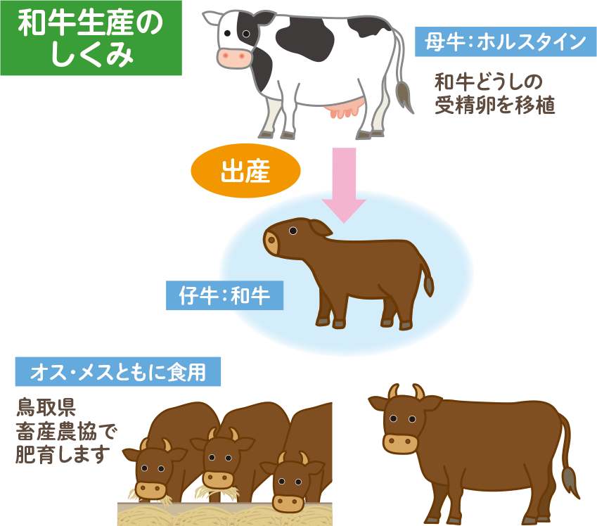 和牛生産のしくみ