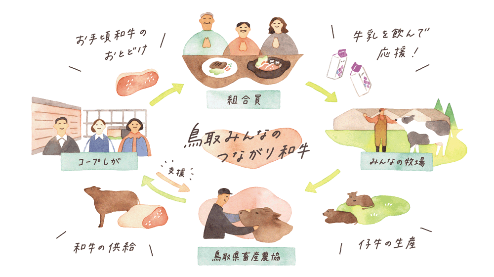 産直 鳥取みんなのつながり和牛しくみイラスト