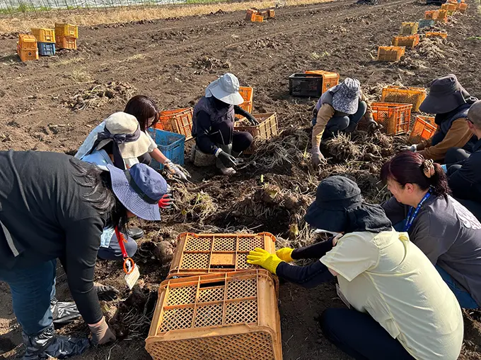 里芋の収穫体験の様子の画像