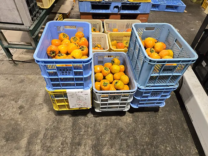 渋抜き作業を待つ柿の画像