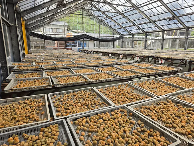 梅を天日干しする様子の画像