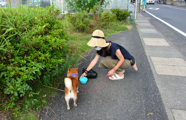 犬の散歩の様子