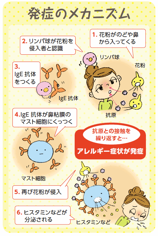 花粉 症 ならない 人