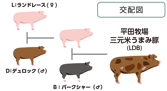 三元豚交配図