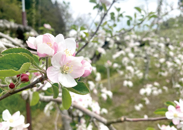 りんごの花