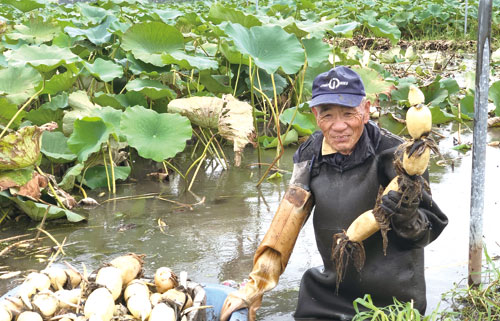 ベテランの生産者さん