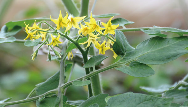 ミニトマトの花房