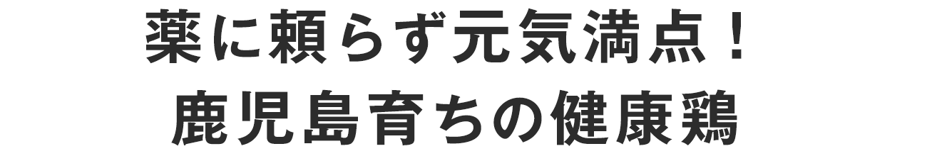 薬に頼らず元気満点！　鹿児島育ちの健康鶏