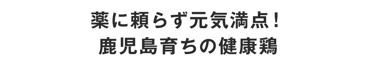 薬に頼らず元気満点！　鹿児島育ちの健康鶏