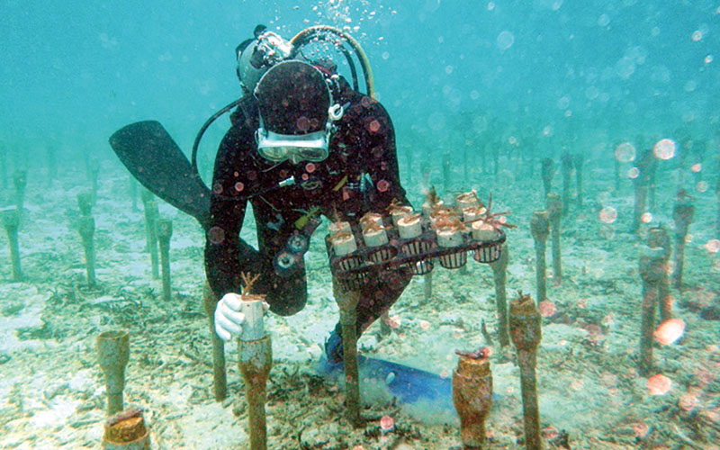 サンゴのひび建て式養殖