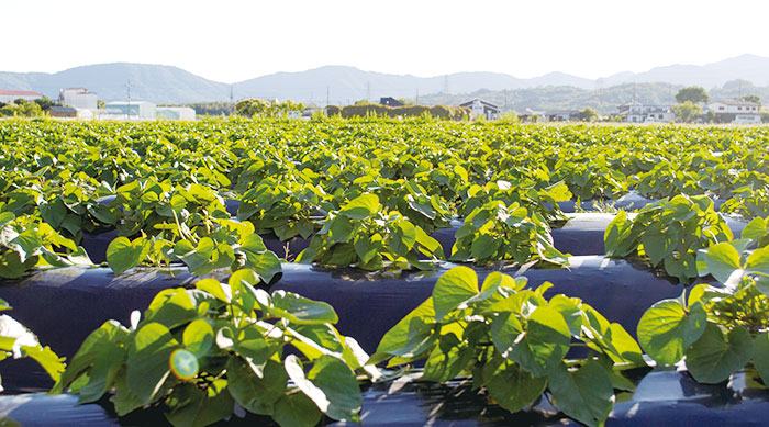 さつまいもの圃場