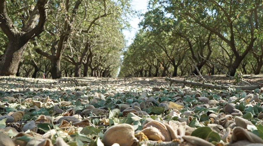 アメリカのアーモンド農園。毎年社員を現地に派遣しています