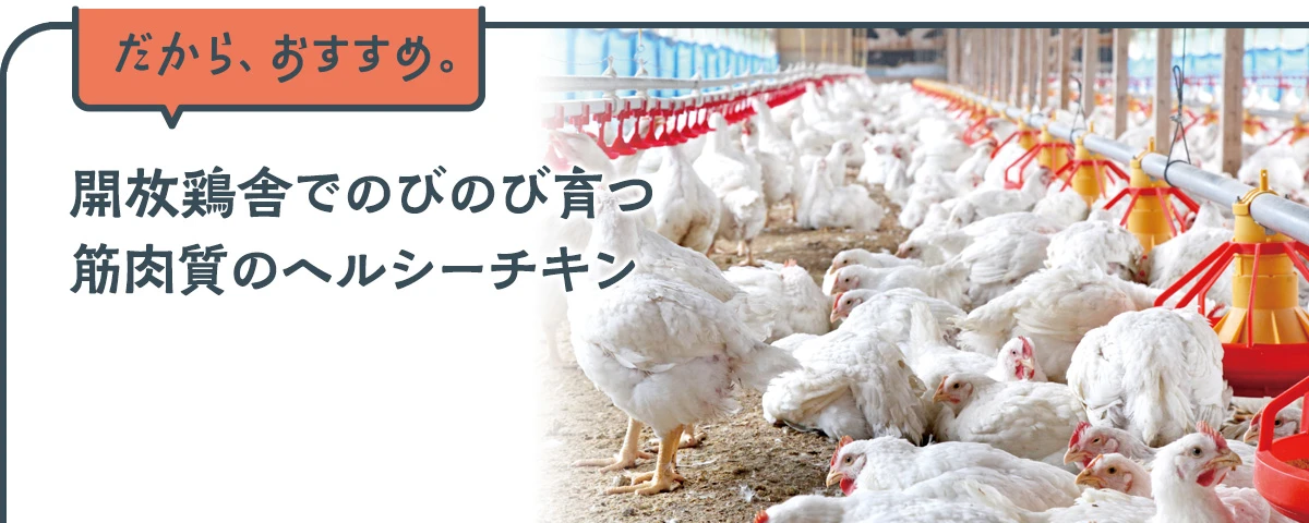 開放鶏舎でのびのび育つ筋肉質のヘルシーチキン