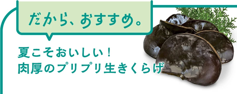 産直 滋賀の生きくらげ