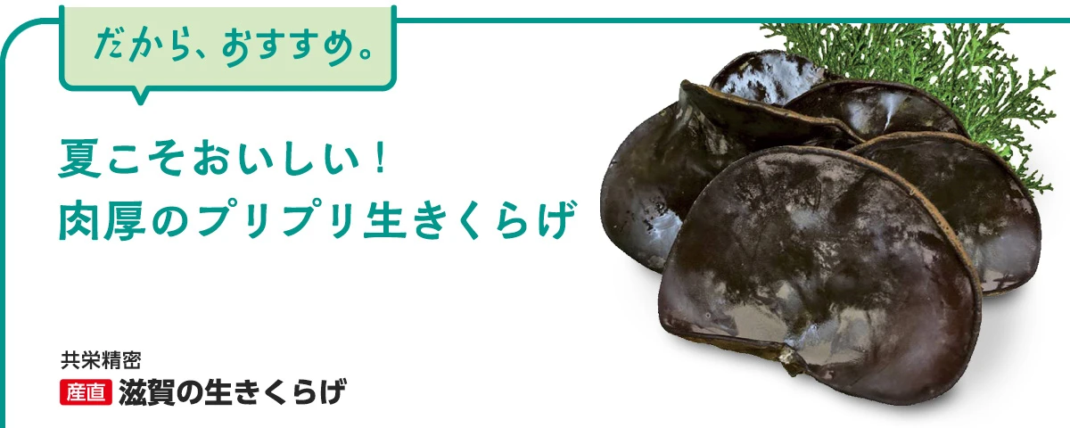 産直 滋賀の生きくらげ