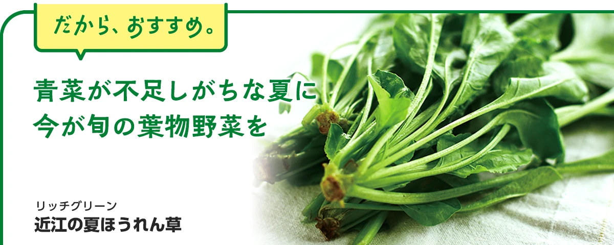 近江の夏ほうれん草